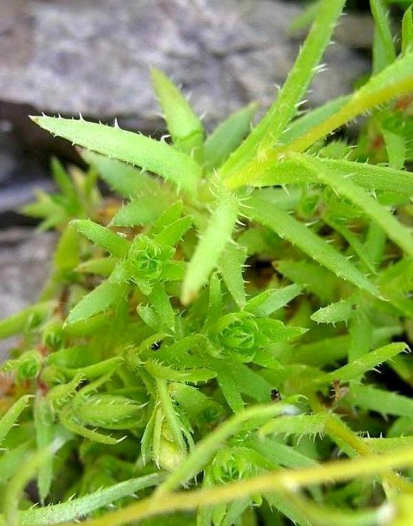 Saxifraga aspera / Sassifraga spinulosa
